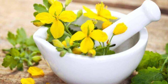 rostopasca-beneficii-pentru-sanatate-si-reactii-adverse